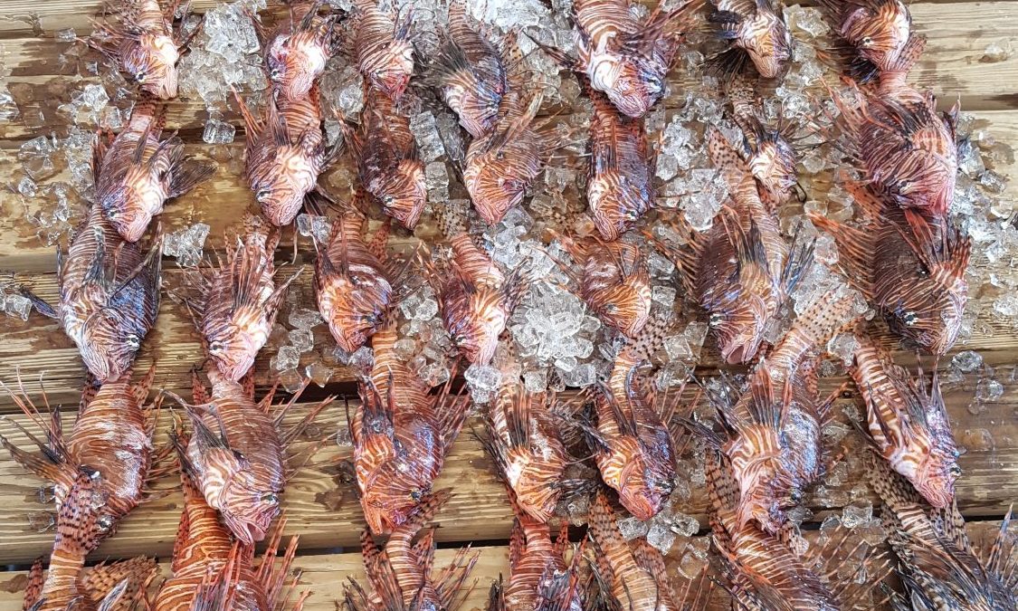 Lionfish Eradication Dives