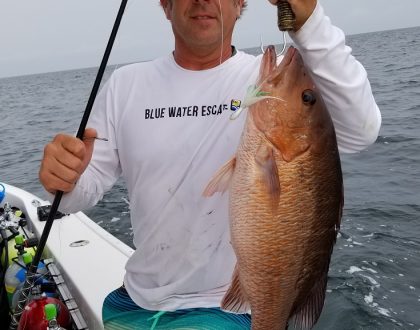 Mangrove Snapper